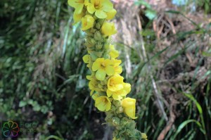 verbascum thapsus (1) (1200 x 800).jpg_product_product_product_product_product_product_product